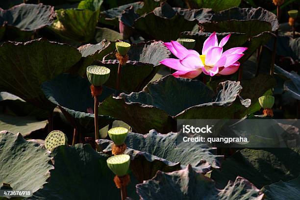 The Withered Lotus Stock Photo - Download Image Now - 2015, Affectionate, Aspirations