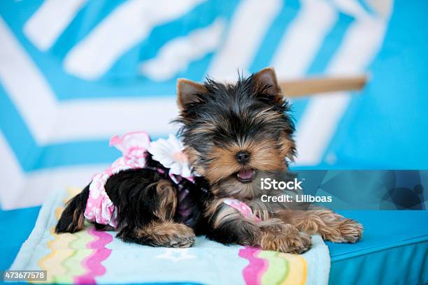 Yorkshire Terrier Beach Blanket Yorkshire Terrier Beach Blanket