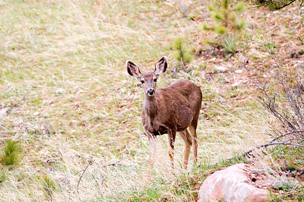istock Mule Deer in the Pike National Forest 473677924