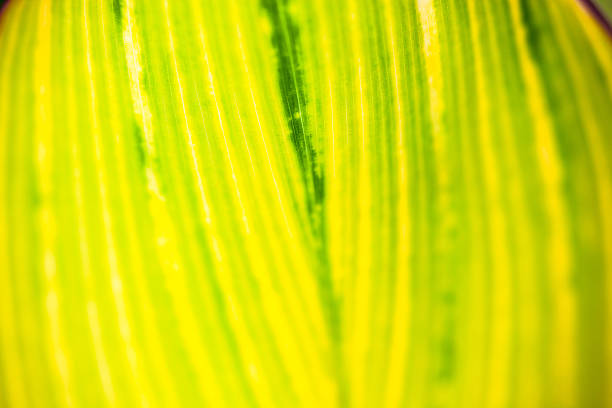 istock Close up of the striped yellow-light-green leaf 473678182