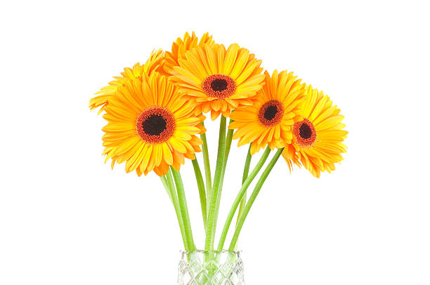 istock Bunch of gerber flowers 473678386