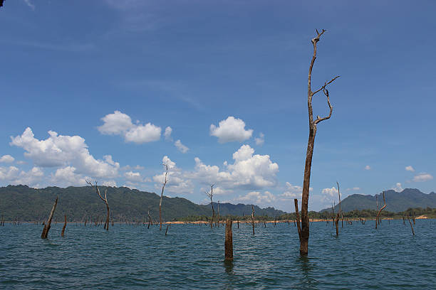 istock dead trees among water in blue lake 473678532