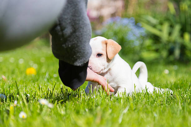 istock Mixed-breed cute little puppy in lap. 473678648