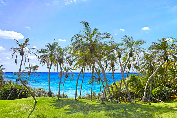 Palm trees and sea of tropical resort Palm trees and sea of tropical resort miyakojima island photos stock pictures, royalty-free photos & images