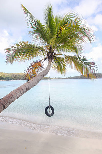 istock Tire Swing Hangs from Palm tree in Caribbean 473681944
