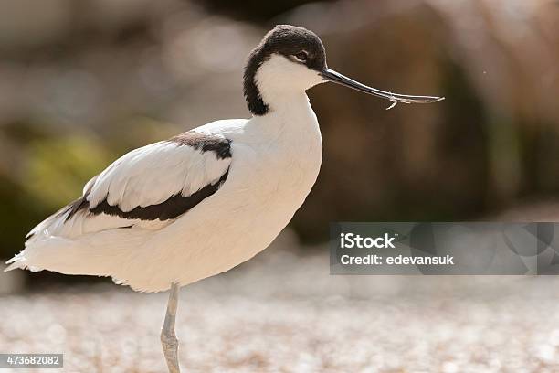 Pied Avocet Stock Photo - Download Image Now - 2015, Adult, Animal