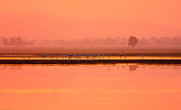 większa flamingoes w golden lake - silhoute zdjęcia i obrazy z banku zdjęć