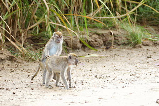 Names: Crab-eating macaque, long-tailed macaque, Cynomolgus monkey