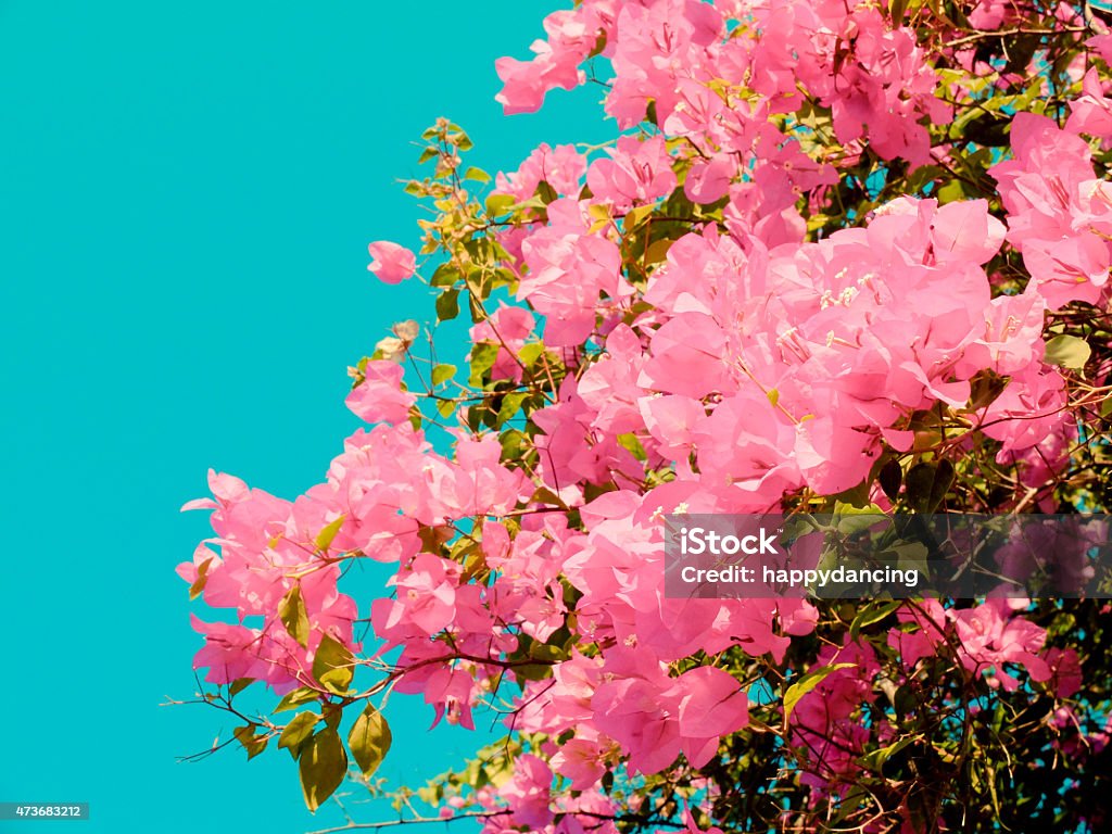 Bush of Bougainvillea flowers with retro  filter effect 2015 Stock Photo