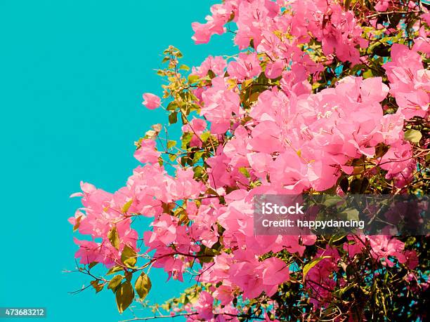 Bush Of Bougainvillea Flowers With Retro Filter Effect Stock Photo - Download Image Now