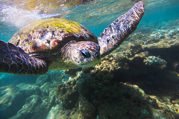istock The green sea turtle (Chelonia mydas), Hikkaduwa. 473685038