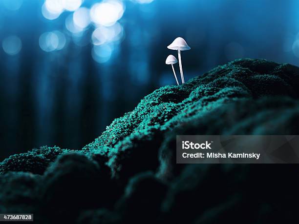 Psychedelisch Pilzen Stockfoto und mehr Bilder von Speisepilz - Pilz - Speisepilz - Pilz, Makrofotografie, Natur