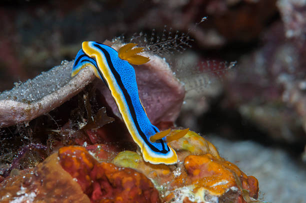 istock Nudibranch, Anna’s Chromodoris elisabethina 473688006