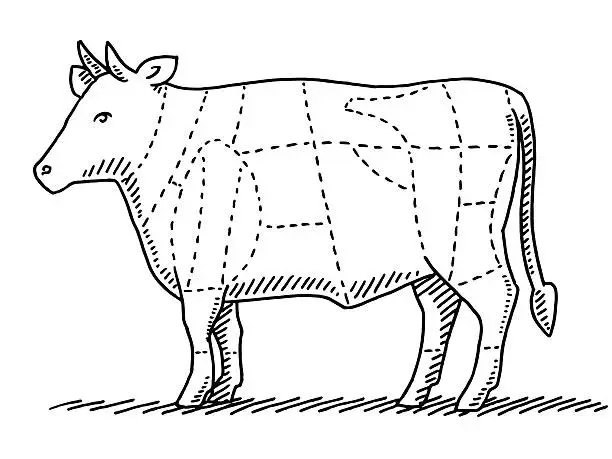 Vector illustration of Cattle Beef Meat Parts Chart Drawing