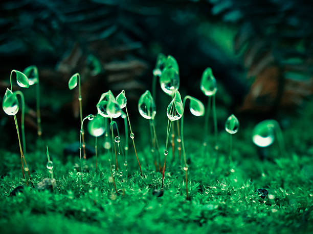 istock Closeup of dewdrops on Moss Head 473691470