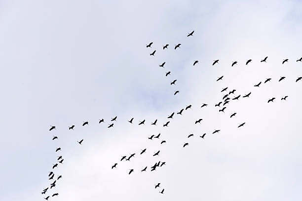istock Flight of the Common Crane 473695222
