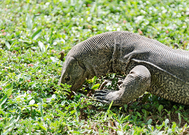 istock dragon, Bengal monitor 473698404