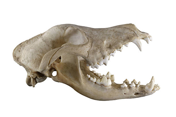 istock Doberman dog skull isolated on a white background 473698744