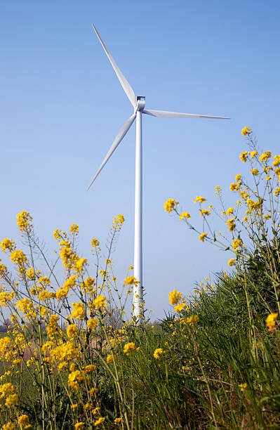 istock yellow rapeseed and wind turbine against blue sky 473698840