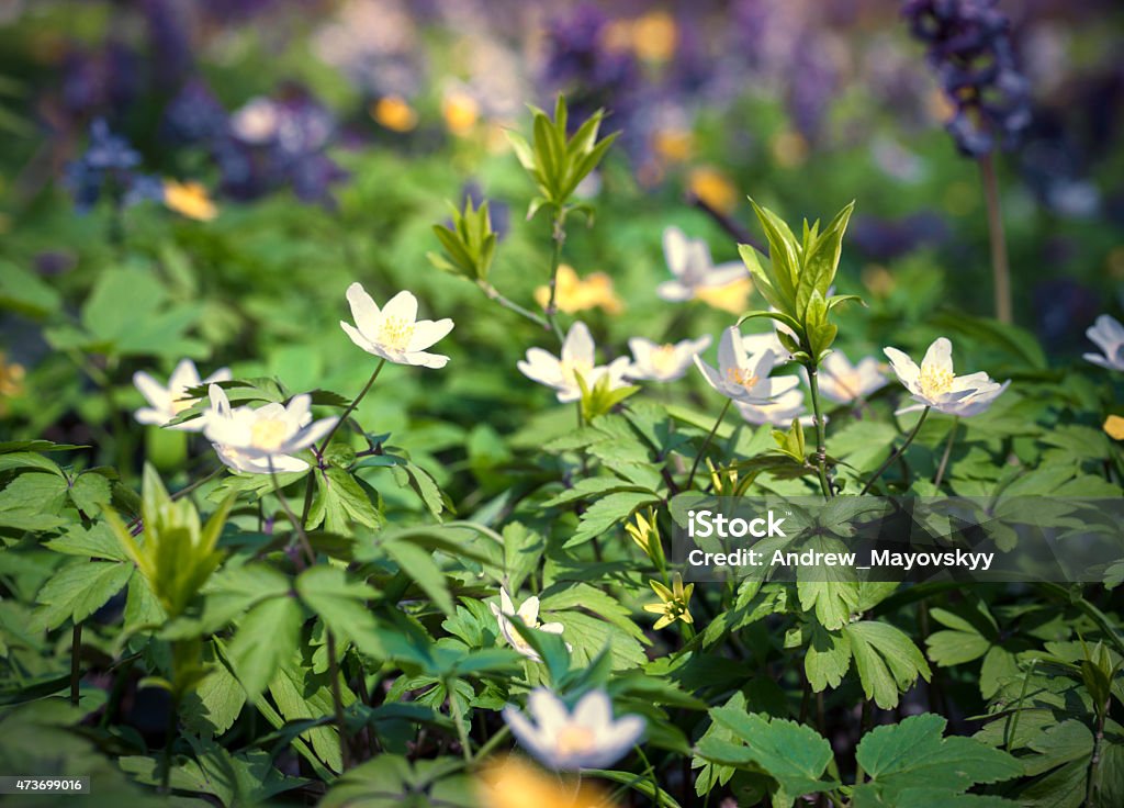 Blooming anemone flowers in the spring forest. Blooming anemone flowers in the spring forest. Used as natural background. 2015 Stock Photo