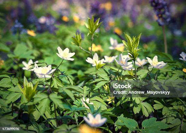 Blooming Anemone Flowers In The Spring Forest Stock Photo - Download Image Now - 2015, Agricultural Field, Anemone Flower
