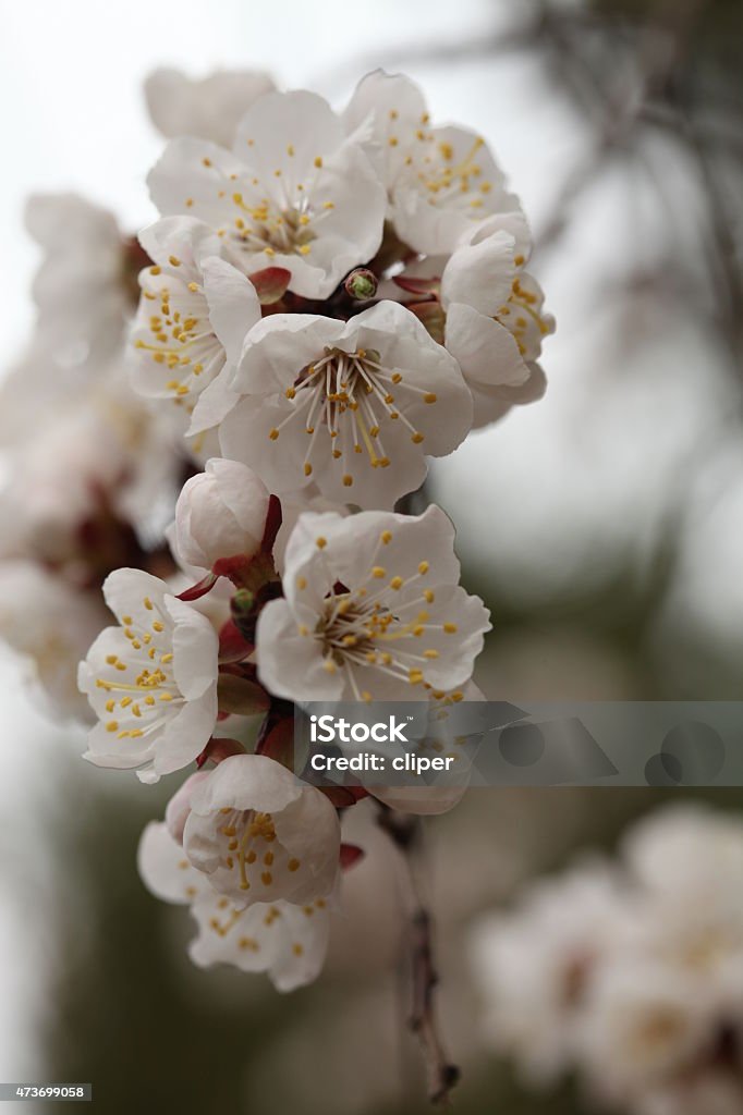Apricot close-up of apricot flower 2015 Stock Photo