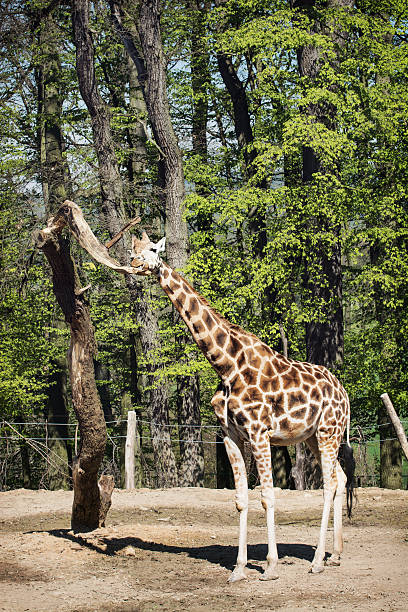 istock Tall Rothschild's giraffe 473699226