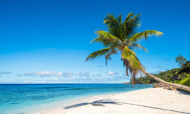 istock Coconut palm tree on tropical beach, Seychelles 473706054