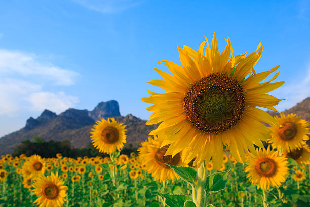 istock Field of sunflowers, Summer landscape 473706068