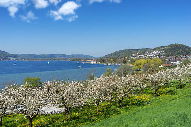 istock Blossoming fruit trees in Bodman on Lake Constance 473706316