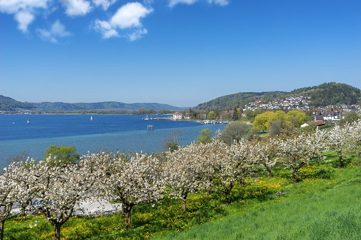 Blossoming fruit trees in Bodman on Lake Constance with a view over an orchard to the sea and the famous Zollhaus. 