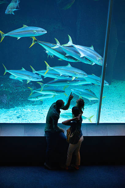 istock There to see the sea creatures 473707046