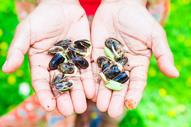 istock Close Up Fresh Riang Parkia Seeds in Farmer Hands 473707354