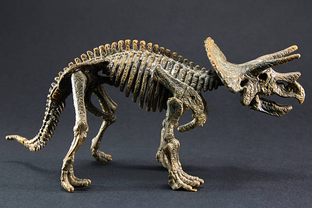 istock Triceratops fossil dinosaur skeleton model toy 473710662