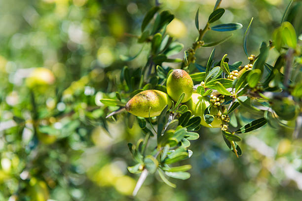 Fresh fruit of Argan tree on the branch stock photo