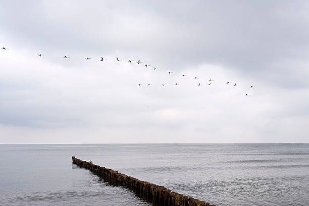istock On the Beach of Ahrenshoop in Germany 473711084