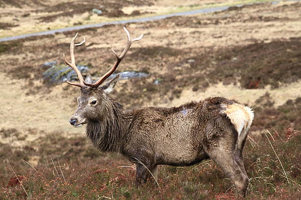 istock Young deer in the meadow at highlands, Scotland 473712604