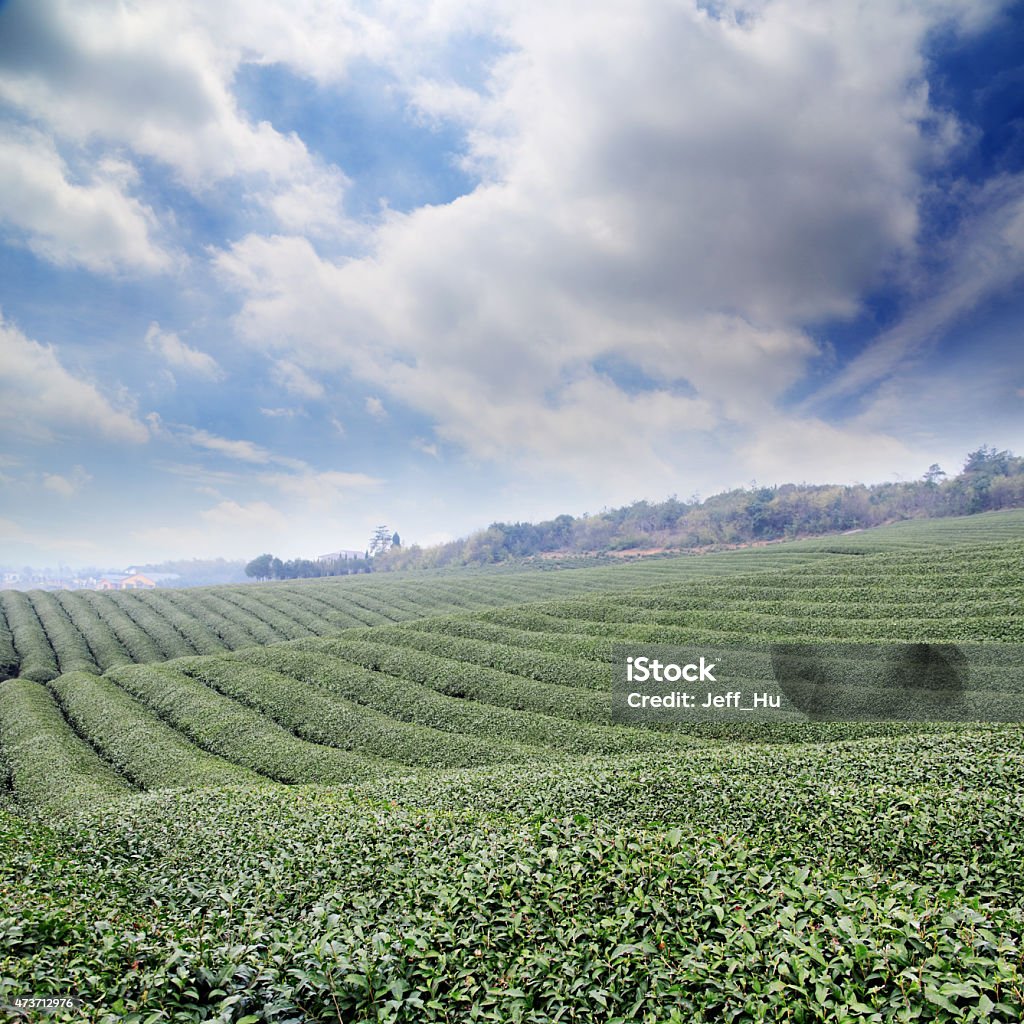 tea plantations 2015 Stock Photo