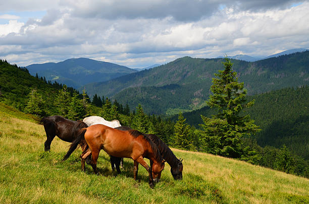 istock Grazing four mountain horses 473718620
