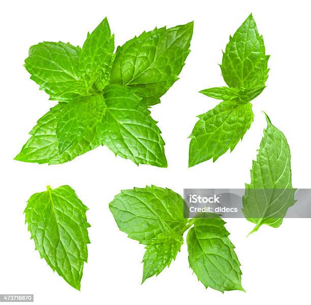 Raccolta Di Foglie Di Menta Isolato Su Sfondo Bianco - Fotografie stock e altre immagini di Menta - Erba aromatica