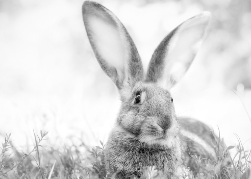 Funny rabbit lying on the grass in sunny garden