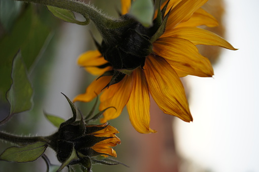 back view of sunflowers