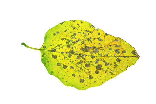 Diseased ivy leaf isolated on white