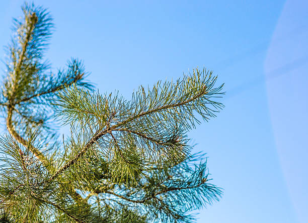 pine ramita verde y azul cielo - piny fotografías e imágenes de stock