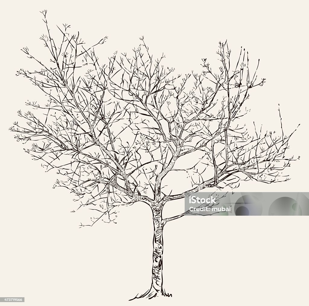 Illustration of a tree with buds during spring Vector drawing of a cherry tree in the spring. Sketch stock vector