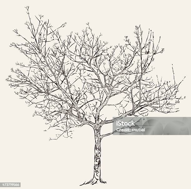 Illustration Of A Tree With Buds During Spring Stock Illustration - Download Image Now - Sketch, Tree, 2015