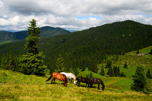 Horses grazing in Val Duron, a beautiful valley in the Dolomites. Trentino-Alto Adige, Italy