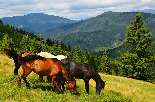 istock Grazing four mountain horses 473720772