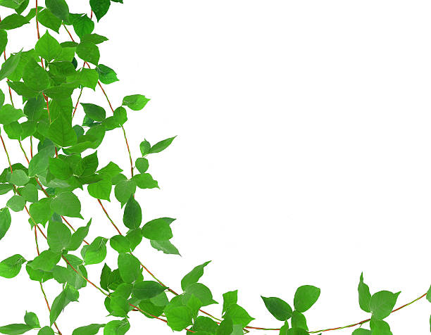 istock Green leaf ivy plant isolated on white background 473720804