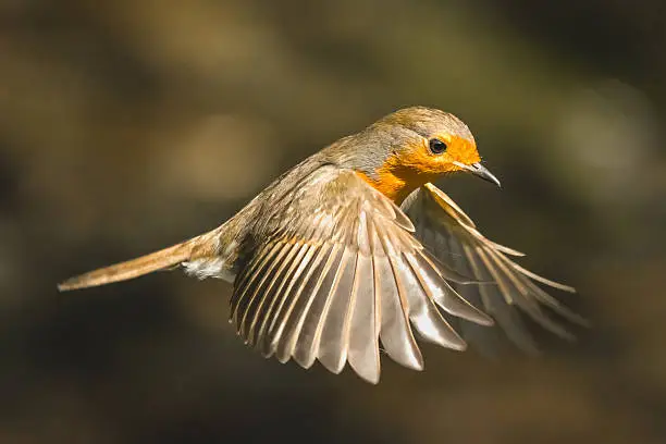 Photo of European Robin In Flight Close Up